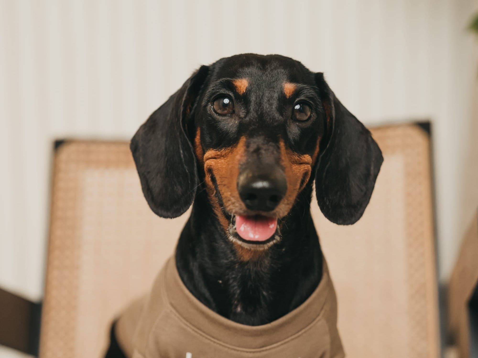 Toby - A Miniature Dachshund's Journey from Australia to Singapore